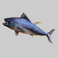Bluefin tuna on a white background