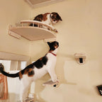 Wall-Mounted Cat Climbing Shelves – Modular Steps, Hammock, Scratching Posts & Shelves